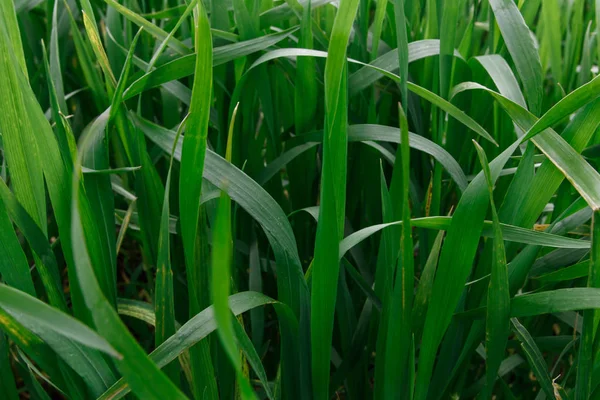 Frühlingsgrünes Gras — Stockfoto