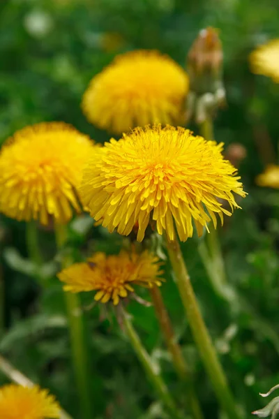 Yellow dandelion flower on green background Royalty Free Stock Photos
