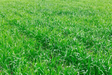 Buğday alan fotoğraf