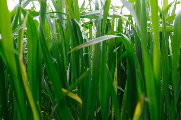 Навесні зеленої трави — стокове фото