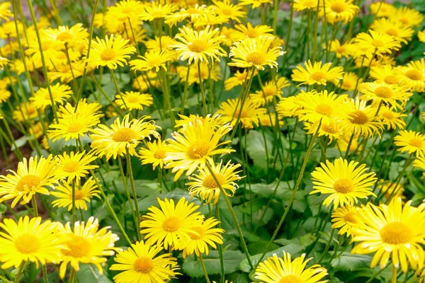 Gelbe Löwenzahnblüte auf grünem Hintergrund — Stockfoto