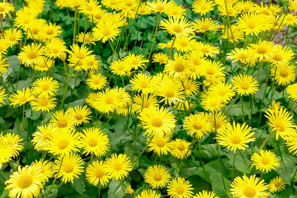 Żółty kwiat mniszek na zielonym tle — Zdjęcie stockowe