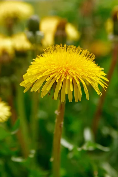 Fleur de pissenlit jaune sur fond vert — Photo