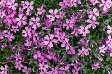 Yeşil arka planda pembe çiçek