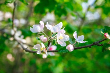 Çiçeği elma fotoğraf