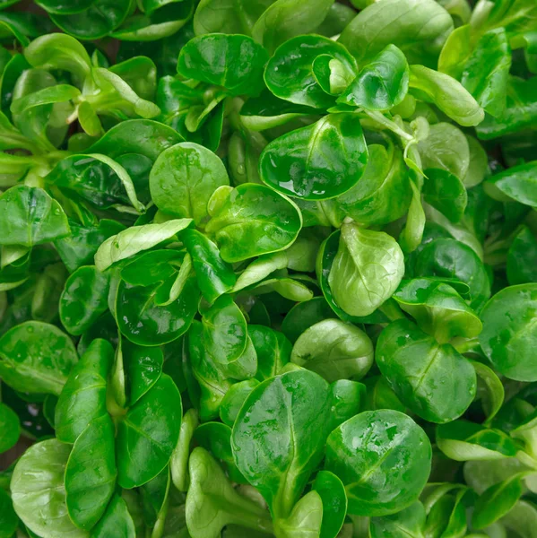 Corn salad background — Stock Photo, Image