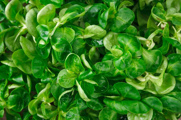 Corn salad background — Stock Photo, Image