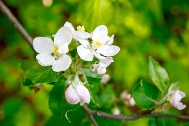 Çiçekli elma ağacı.
