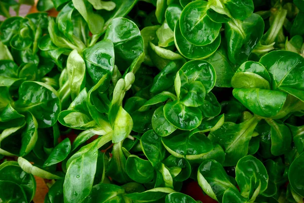 Corn salad background — Stock Photo, Image