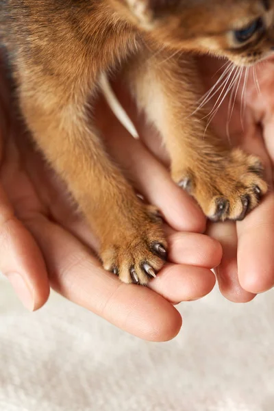 Paws of a small brown kitten in the hands of a person. Abyssinian kitten shows paws. Pet care concept.