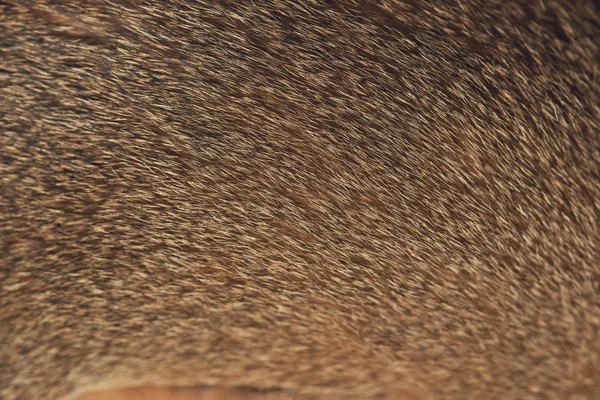Cat fur pattern. Fur cat, hair cat Domestic animal wool texture with copyspace Brown cat\'s fur background cat hair texture Close up background Concept for Background, textures and wallpaper