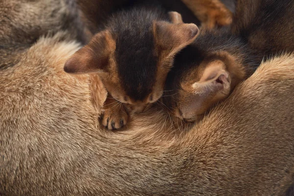 Kitty cats. Two little kittens suck milk at a cat's mom. Brown purebred abyssinian cats top view Lifestyle concept of motherhood and care. Lactation. Close up photo.