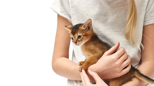 Two kitten Close up photo of a little caucasian girl stroking her