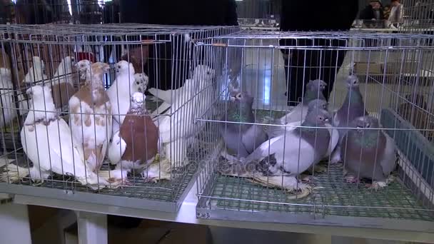 Ausgefallene Tauben im Käfig in der Ausstellung 2 — Stockvideo