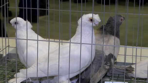 Fancy pigeons in a cage in the exhibition 2 — Stock Video