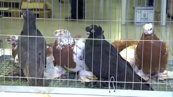 pigeons fantaisie dans une cage dans l'exposition 2 