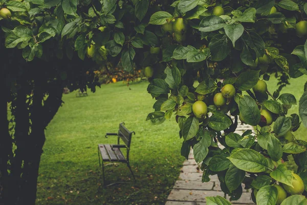 Cieniu kwitnących jabłoni — Zdjęcie stockowe