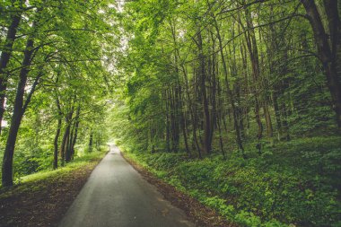 Orman ağaçları. doğa yeşil ahşap güneş ışığı arka planı. 