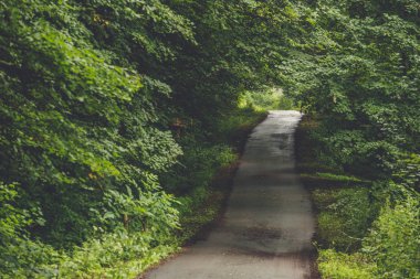 Orman ağaçları. doğa yeşil ahşap güneş ışığı arka planı. 