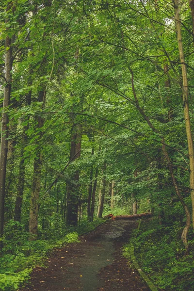 Лісові дерева. природа зелене дерево фони сонячного світла . — стокове фото