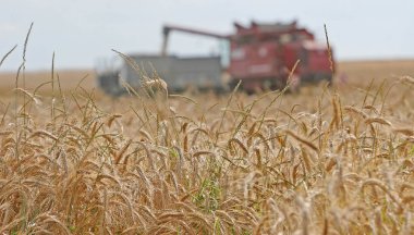 Çim biçme işlemi tarladaki buğdayı kaldırır. Hasatçı, tarladaki olgunlaşmış buğday mahsulünü temizler. 