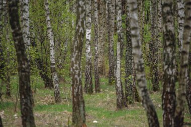 Güzel doğal panoramik manzara - yaz huş grove akşam güneş ışığı yayılmış.. 