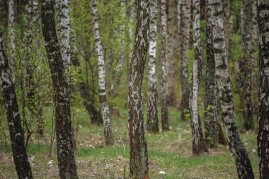 Güzel doğal panoramik manzara - yaz huş grove akşam güneş ışığı yayılmış.. 