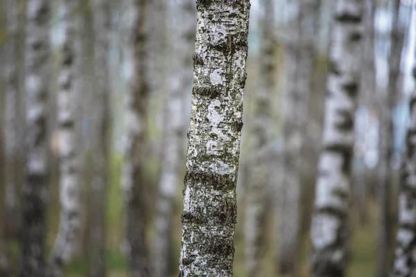 Smukt naturligt panoramalandskab - sommerbirkelund om aftenen diffust sollys . - Stock-foto