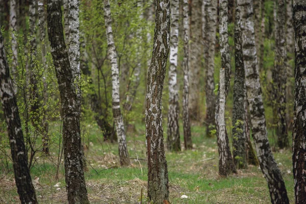 Beautiful natural panoramic landscape - summer birch grove in the evening diffused sunlight. — Stock Photo, Image