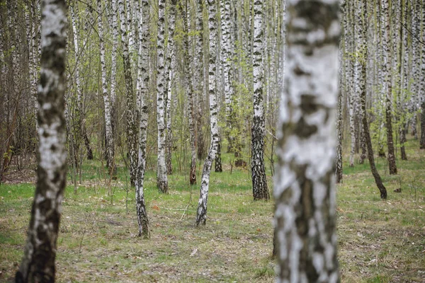 Nádherné panoramatické krajiny - letní březový háj večer rozptýlené sluneční světlo. — Stock fotografie