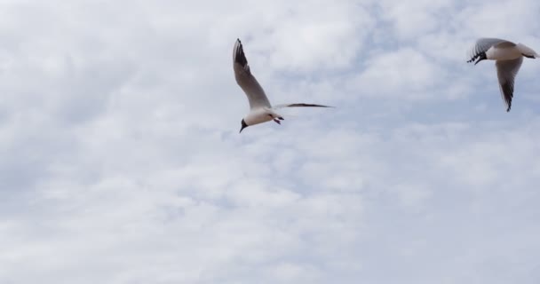 Seagull Plans to the Wind — Stock Video