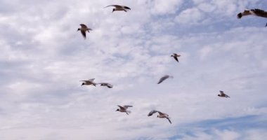 Martılar karşıdan esen rüzgâr yakaladı