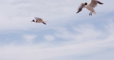 Martılar yaz gökyüzünde