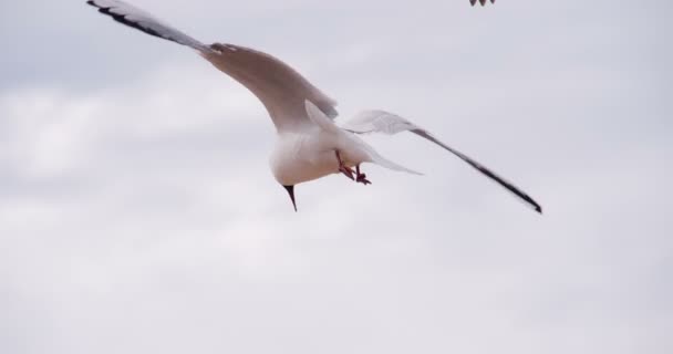 Парящая морская птица — стоковое видео