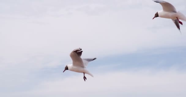 Pair of Seagulls Hovering — Stock Video