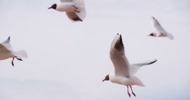 Martılar yaz gökyüzünde uçmak