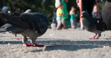 Güvercinler tahıl kaldırıma cüce