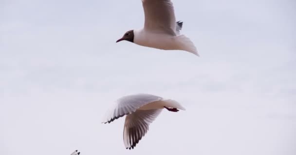 Uccelli marini nel cielo nuvoloso — Video Stock