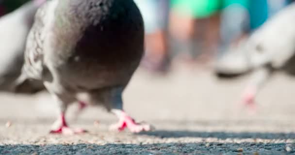 Alimentando os pombos na praça — Vídeo de Stock