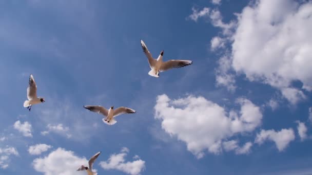 Beautiful Seagull in the Blue Sky — Stock Video