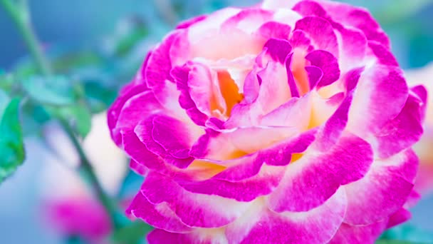 Ασυνήθιστο ένα τριαντάφυλλο μπουμπούκι — Αρχείο Βίντεο