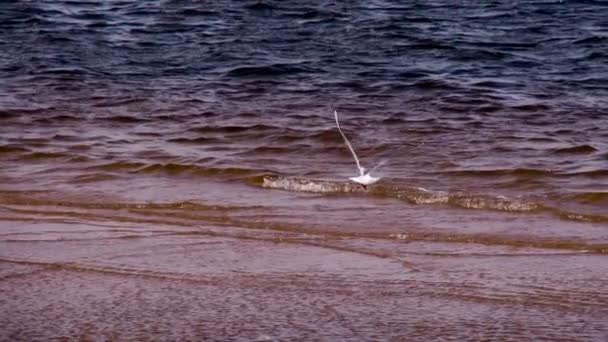 海鸥在海浪 — 图库视频影像