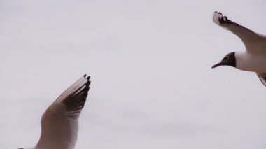 Martılar Hover bulutlu gökyüzü