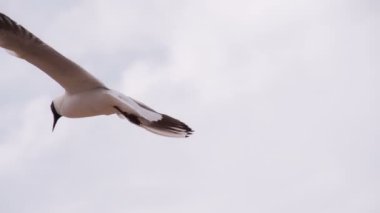 Martı uçuş yemek için görünüyor