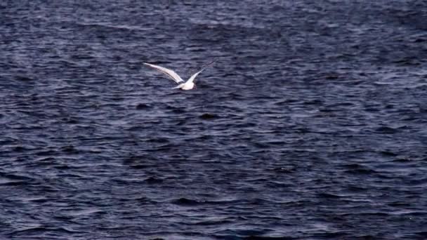 Pájaro solitario sobre las olas — Vídeos de Stock