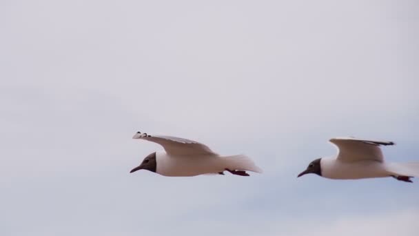 Чайки медленно парят в небе — стоковое видео