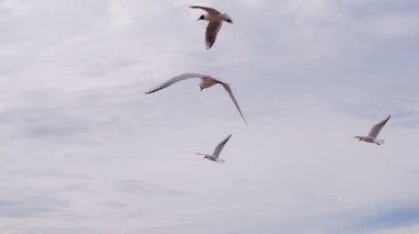 Bulutlu gökyüzünde martı sürüsü