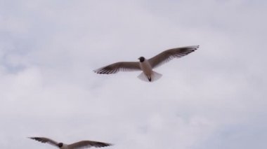 Bulutlu gökyüzü deniz kuşları