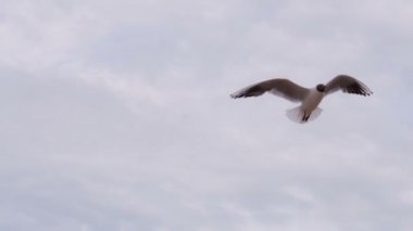 Kıyı şeridi üzerinde martı