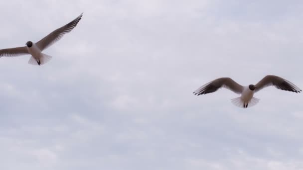 Seagulls Hover Slowly in the Sky — Stock Video